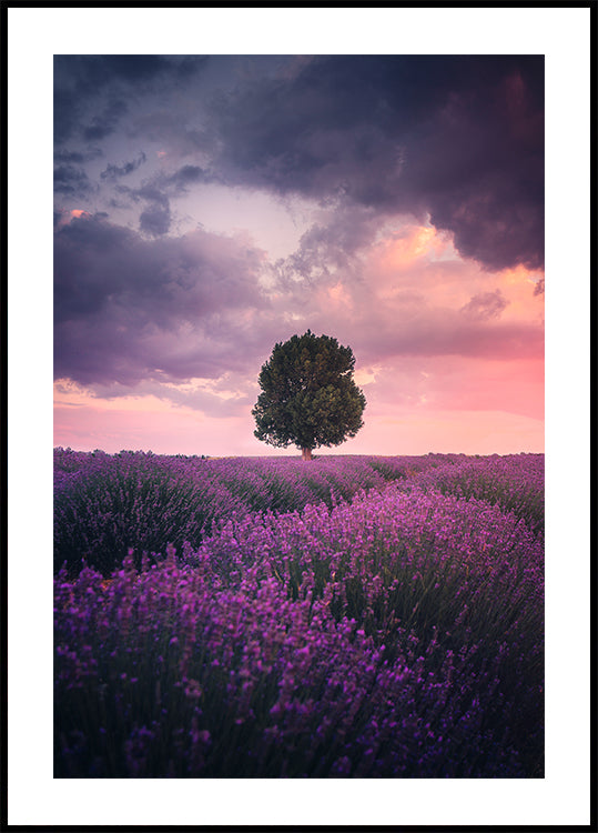 Lavender Fields, Isparta Poster