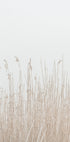 Grass In Fog Poster - Posterbox.dk