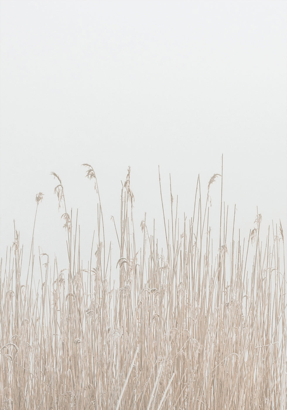 Grass In Fog Poster - Posterbox.dk