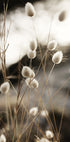 Grass In Sunlight Poster - Posterbox.dk
