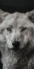 Gray Wolf Poster - Posterbox.dk