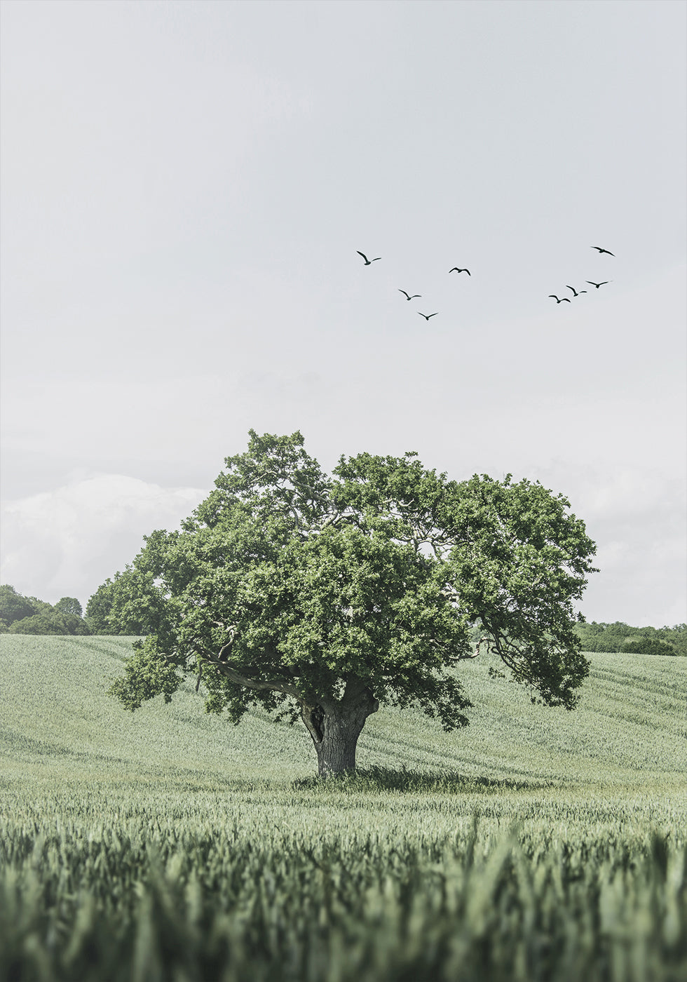 Green Tree In The Field Poster - Posterbox.dk