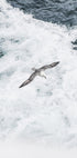 Gray Seagull Flying Over Waves Poster - Posterbox.dk