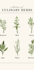 Herbs Poster - Posterbox.dk