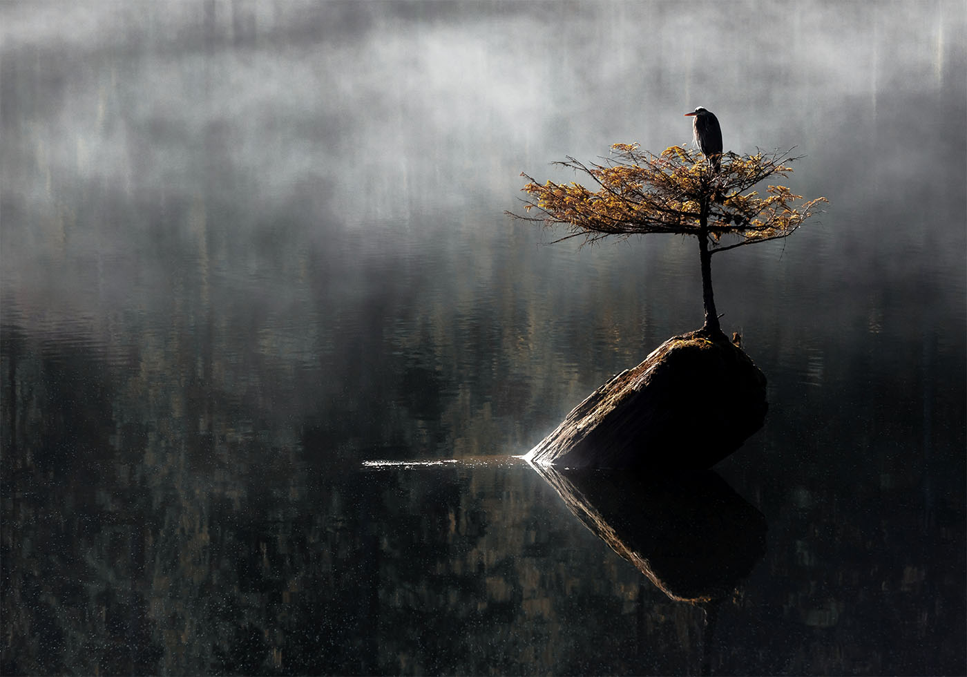 Heron Sitting On The Bonsai Tree Poster - Posterbox.dk