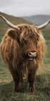 Highland Cow Near a Mountain Poster - Posterbox.dk