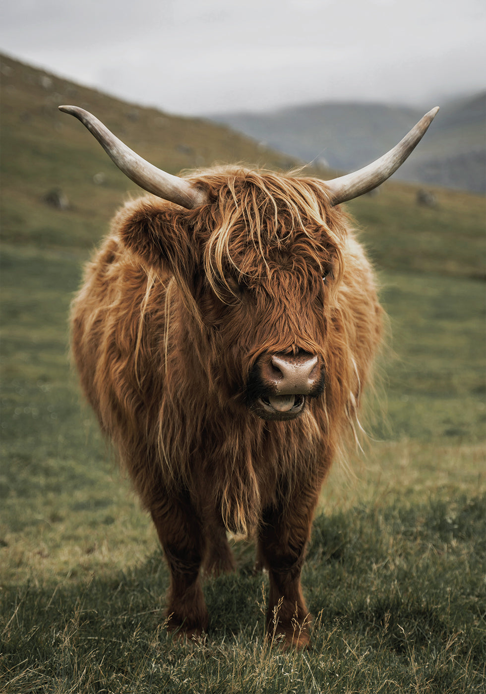 Highland Cow Near a Mountain Poster - Posterbox.dk