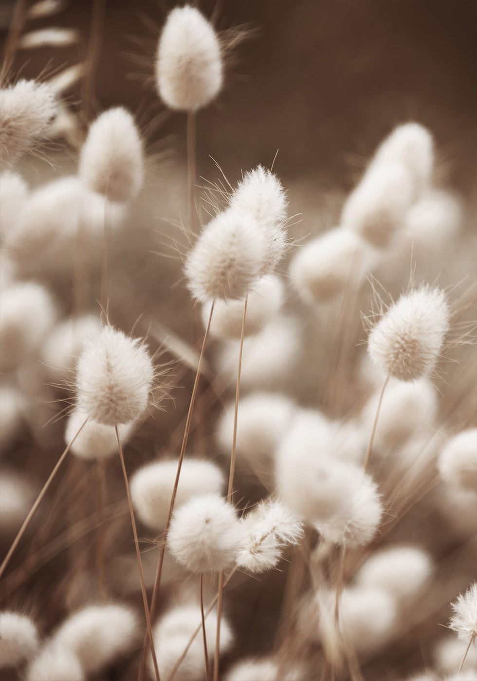 Soft Elegance of Lagurus Poster - Posterbox.dk