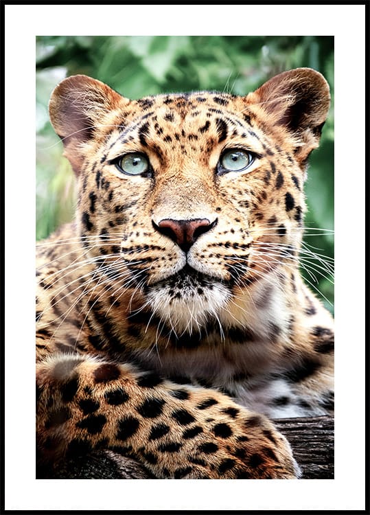 Leopard Portrait Poster - Posterbox.dk