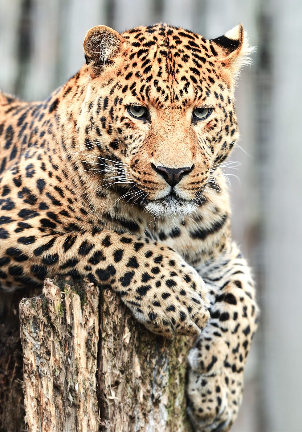 Leopard on a Stump Poster - Posterbox.dk
