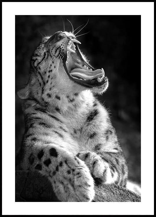 Majestic Leopard Roar Poster - Posterbox.dk