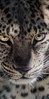 Leopard Poster - Posterbox.dk