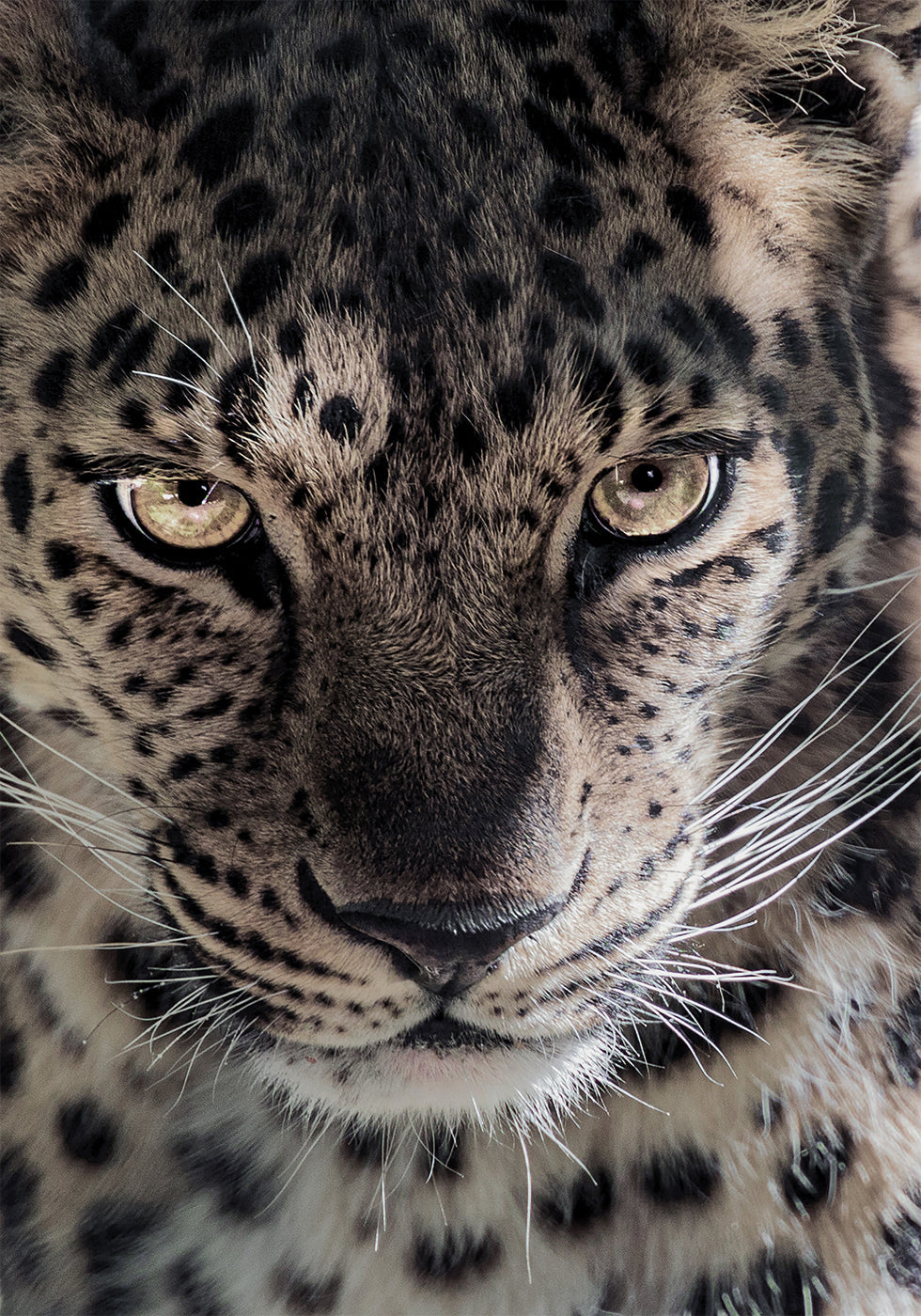 Leopard Poster - Posterbox.dk