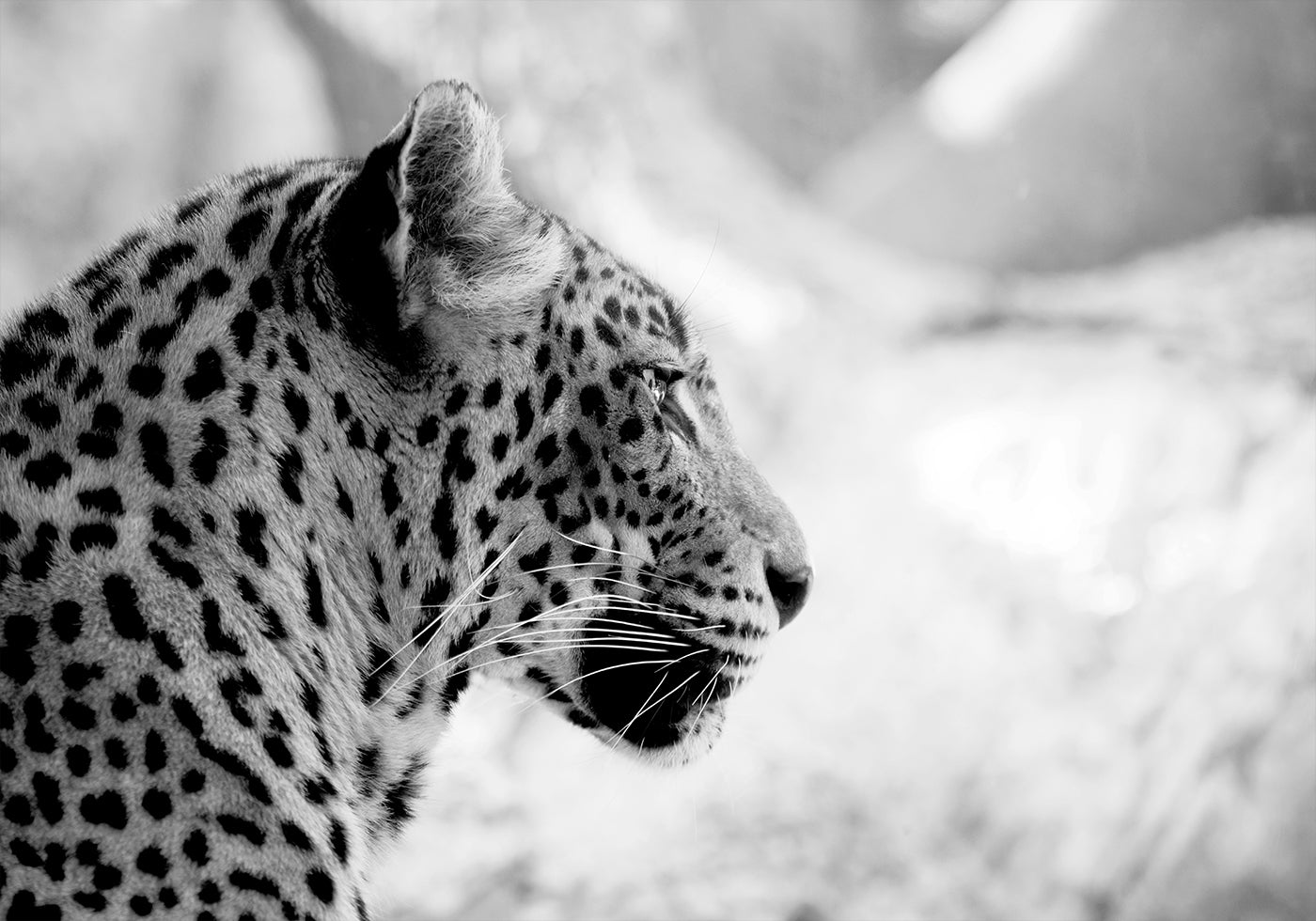 Leopard in Profile, Black & White Poster
