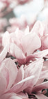 Magnolia Blossom Poster - Posterbox.dk