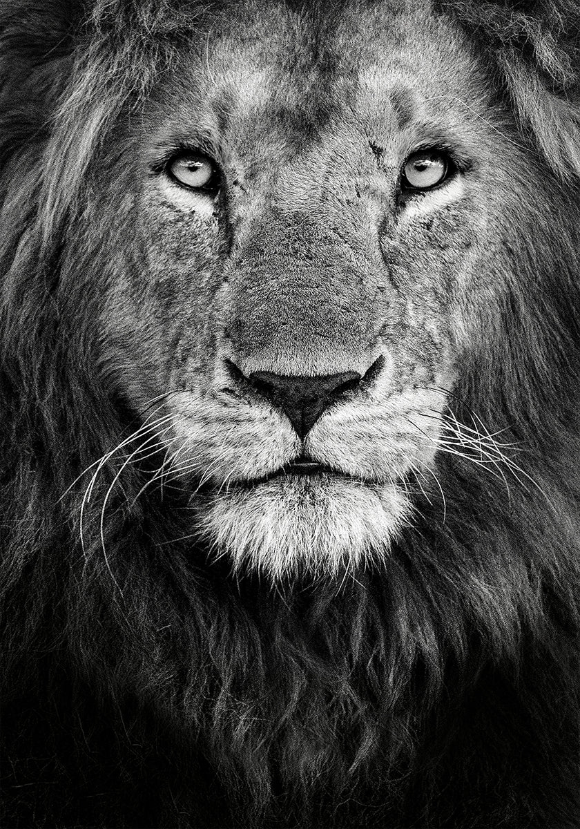 Royal portrait Poster