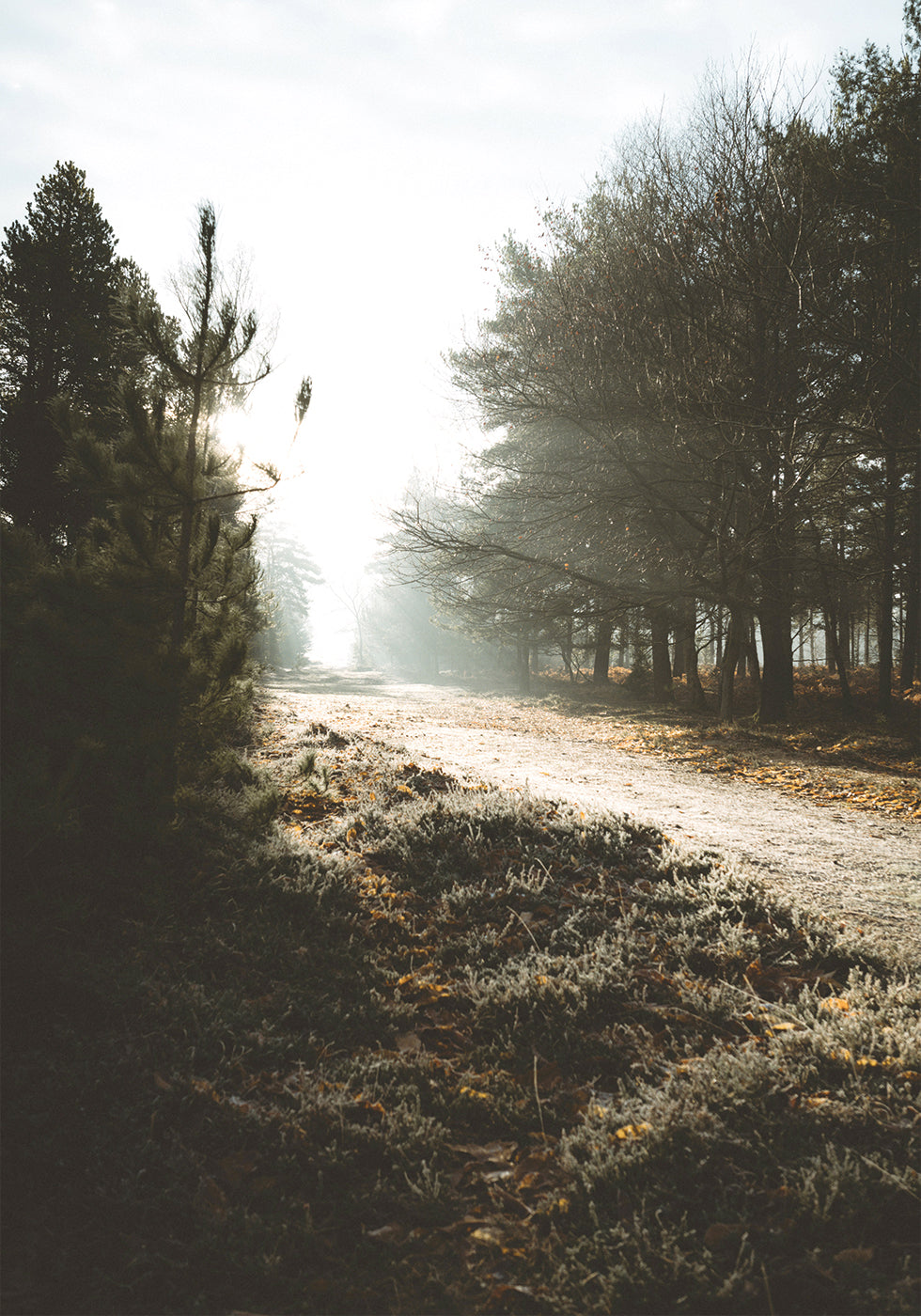 New Forest Poster - Posterbox.dk