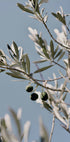 Olive Tree Branch Poster - Posterbox.dk