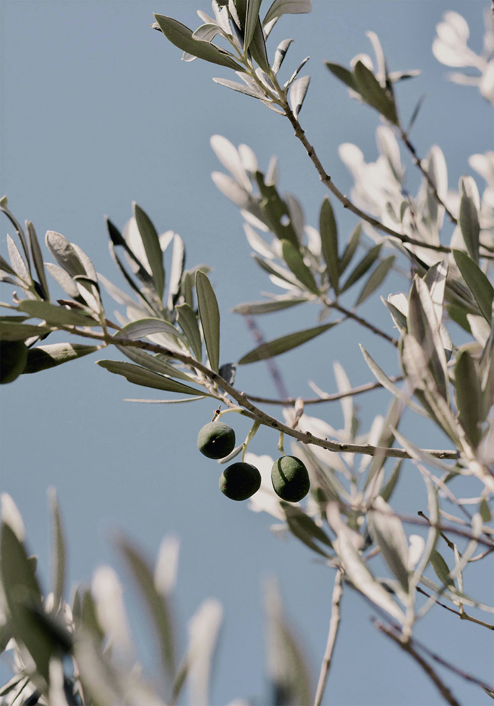 Olive Tree Branch Poster - Posterbox.dk