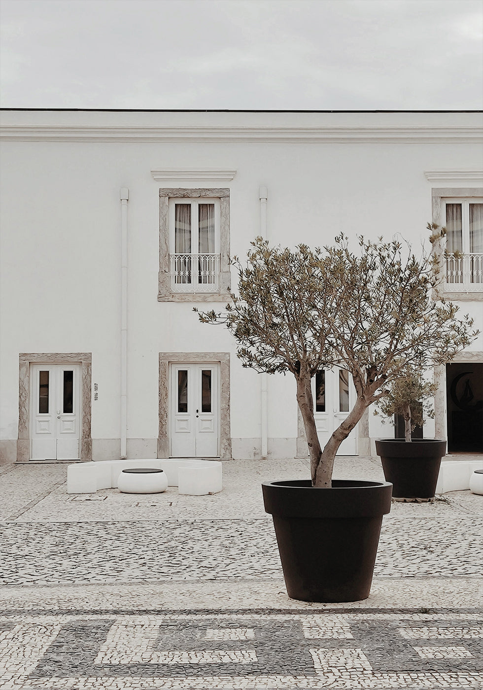 Olive Tree in City Courtyard Poster - Posterbox.dk