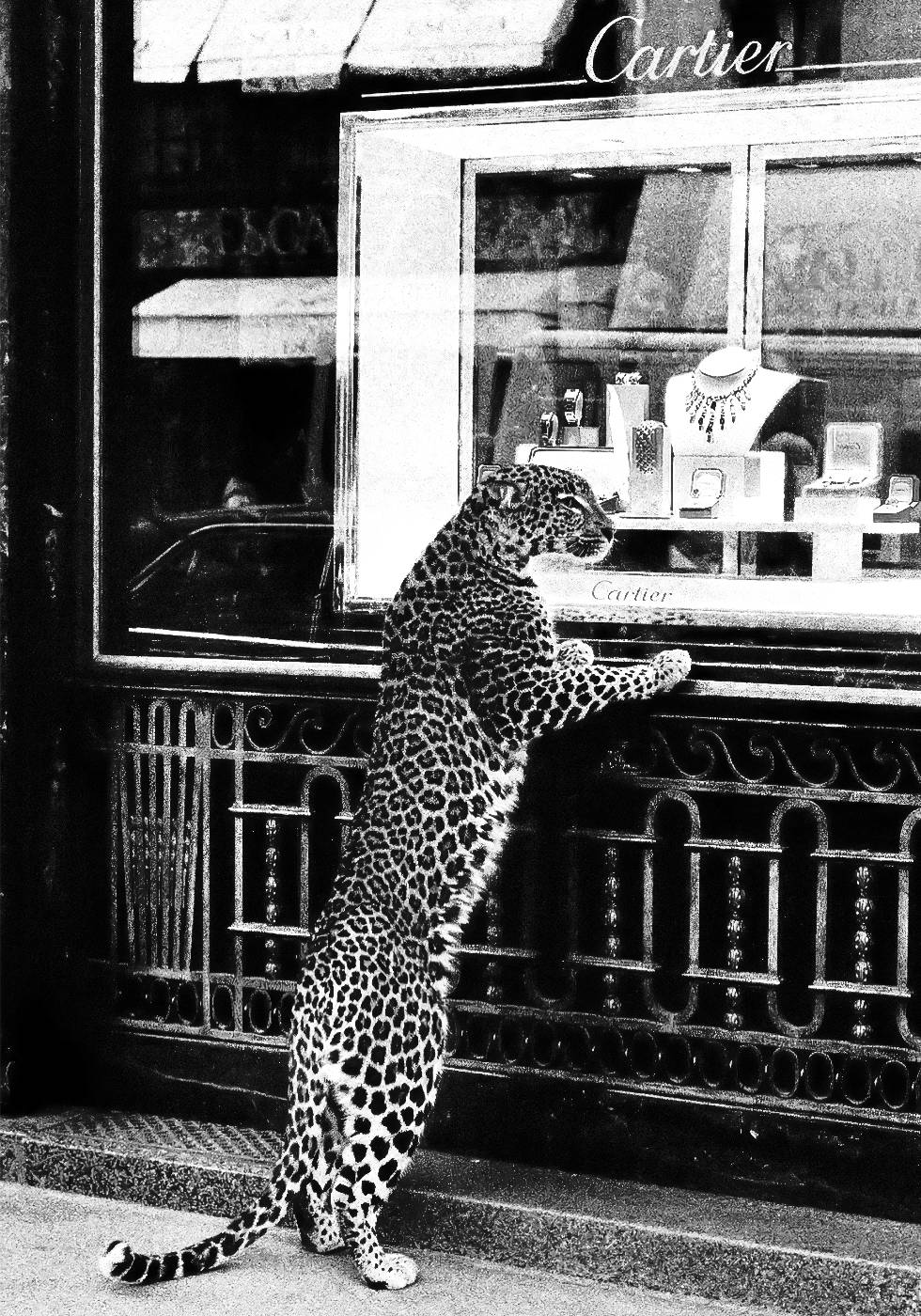 Panther in the Jewelry Shop Poster - Posterbox.dk