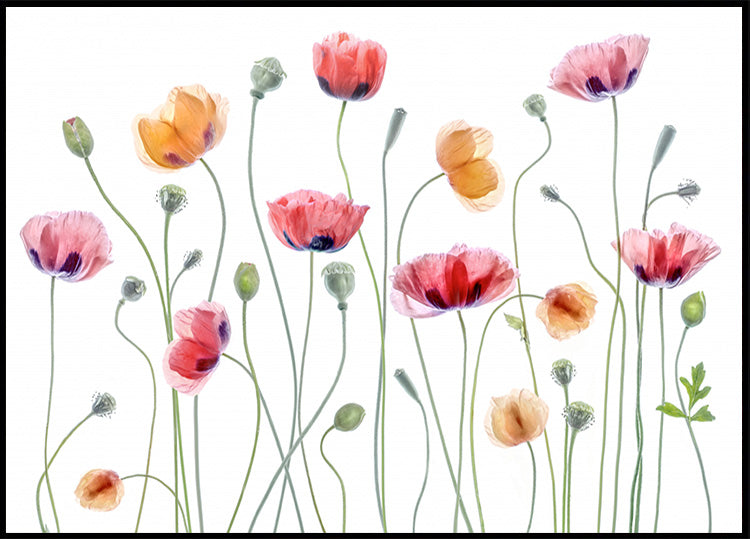 Poppy party