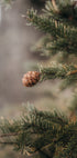Pine Cones Poster - Posterbox.dk