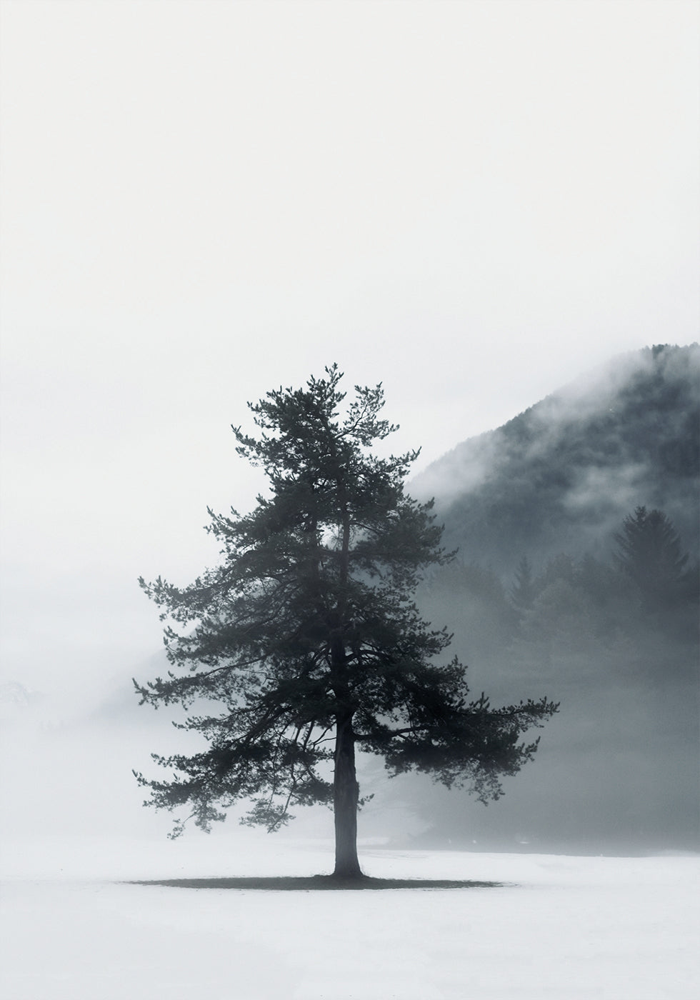 Lone Pine Tree in Foggy Field Poster - Posterbox.dk
