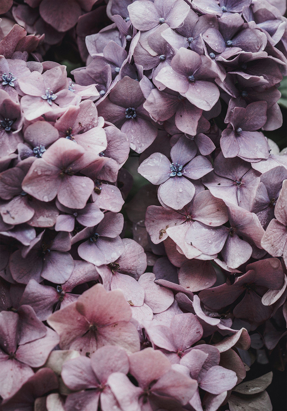 Pink Hydrangea Poster - Posterbox.dk