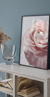 Pink Ranunculus Poster - Posterbox.dk