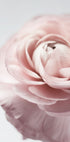 Pink Ranunculus Poster - Posterbox.dk