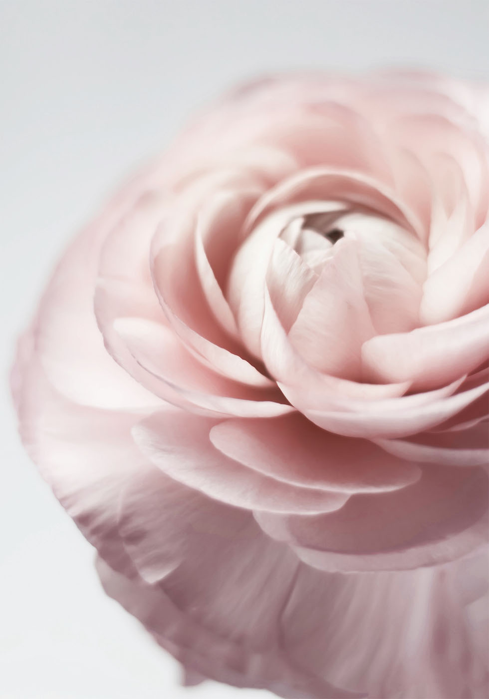 Pink Ranunculus Poster - Posterbox.dk
