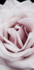 Pink Rose Poster - Posterbox.dk