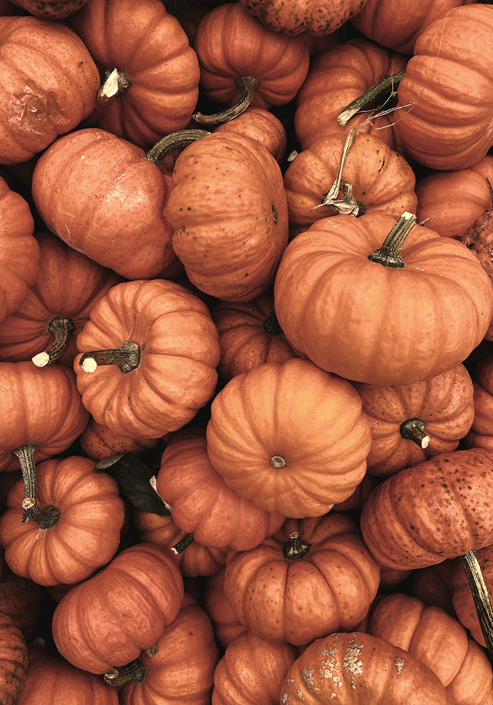 Warm Autumn Pumpkins Poster - Posterbox.dk