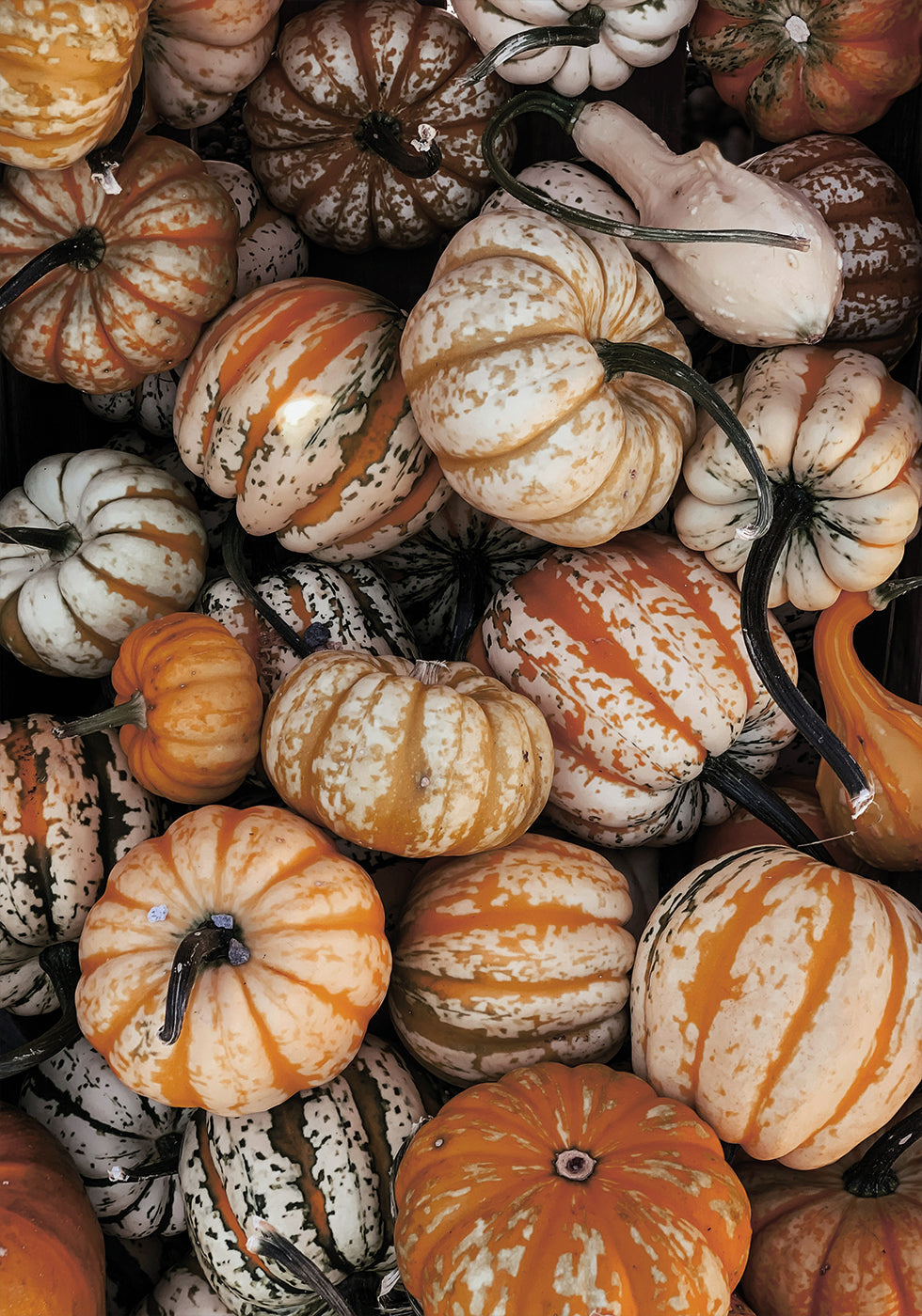 Vibrant Autumn Pumpkins Poster - Posterbox.dk