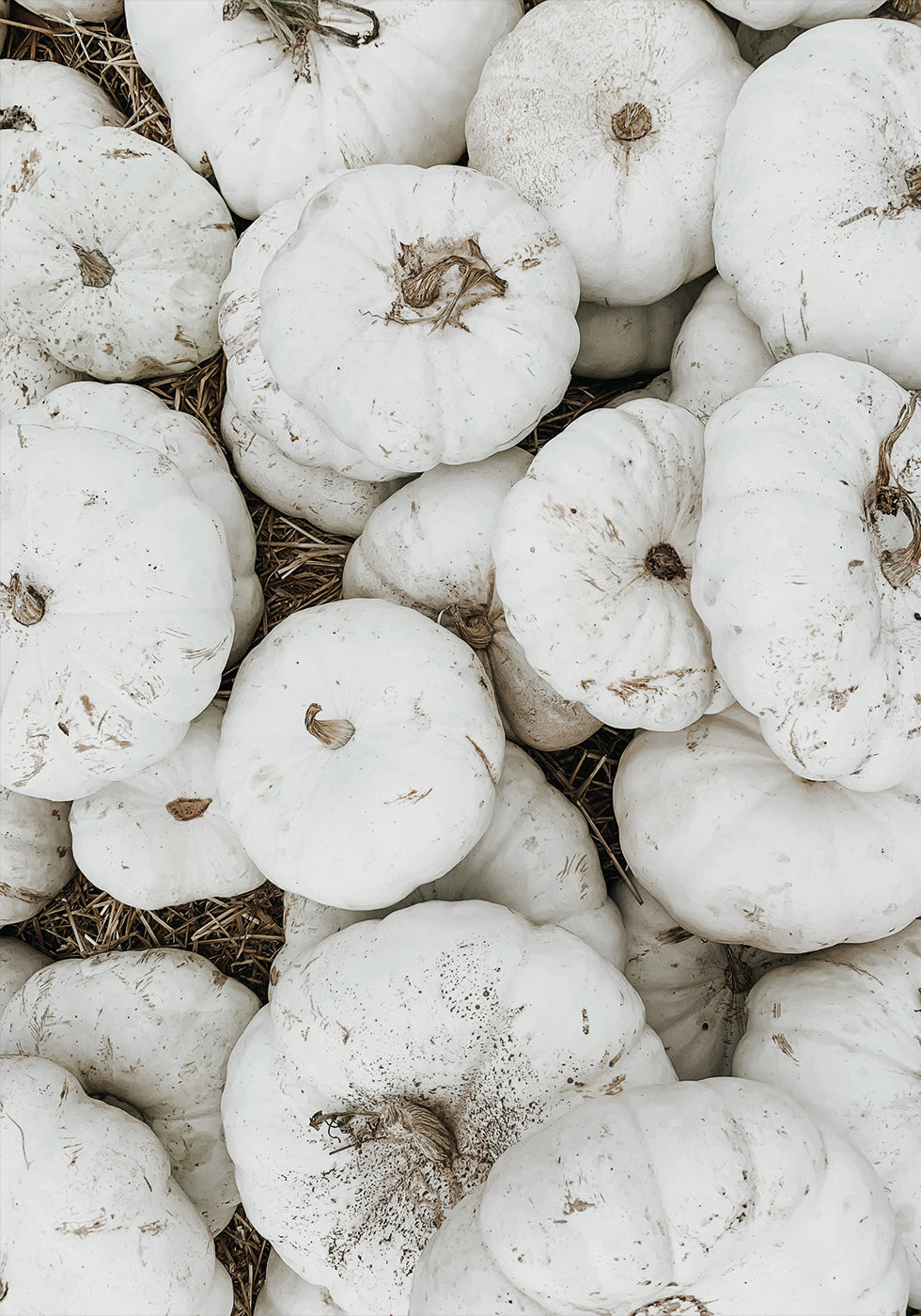 White Pumpkins Harvest Poster - Posterbox.dk