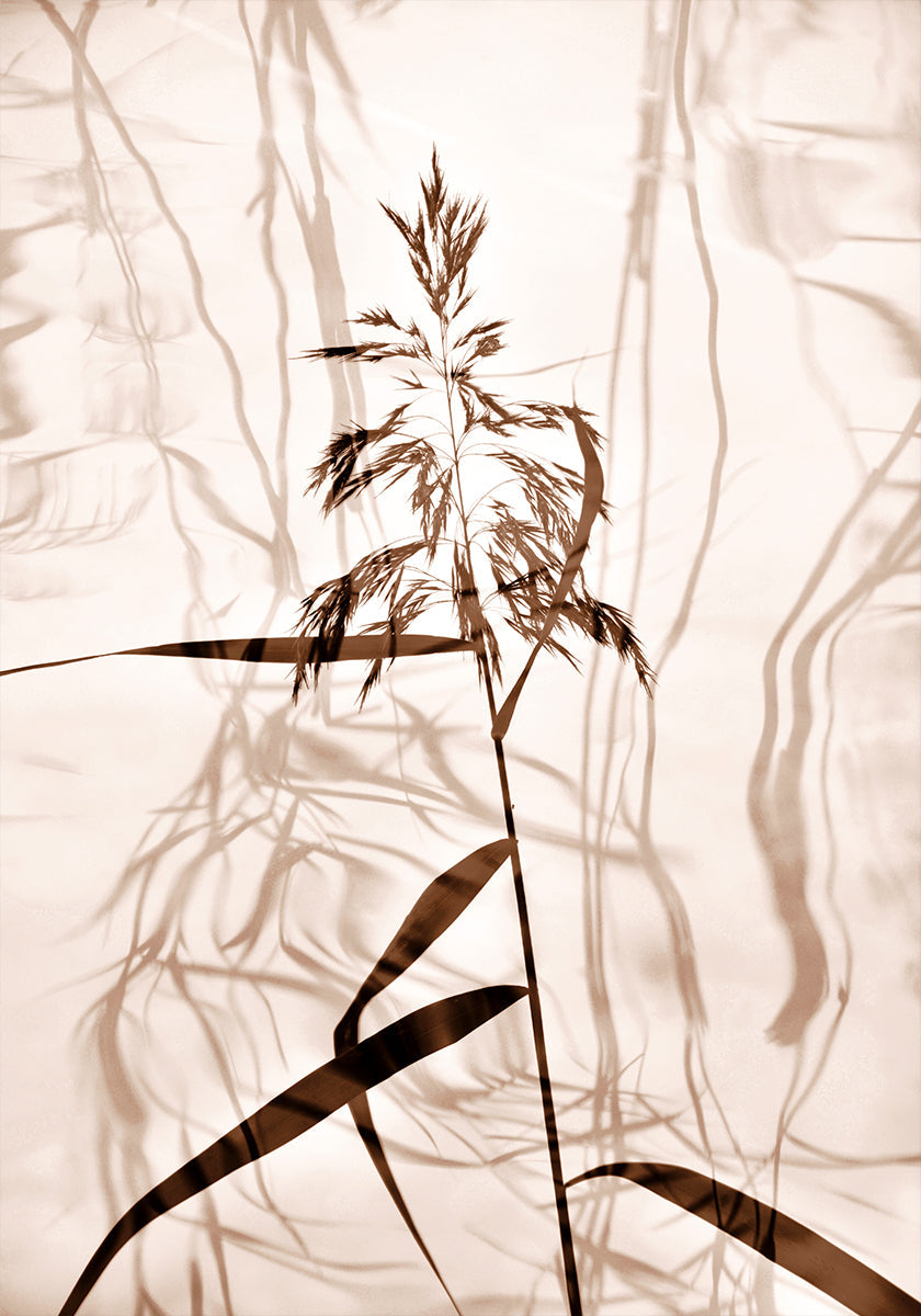 Reed reflection Poster