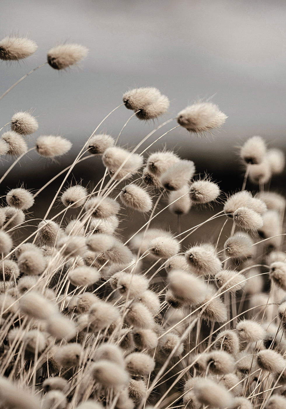 Reeds Field Poster - Posterbox.dk