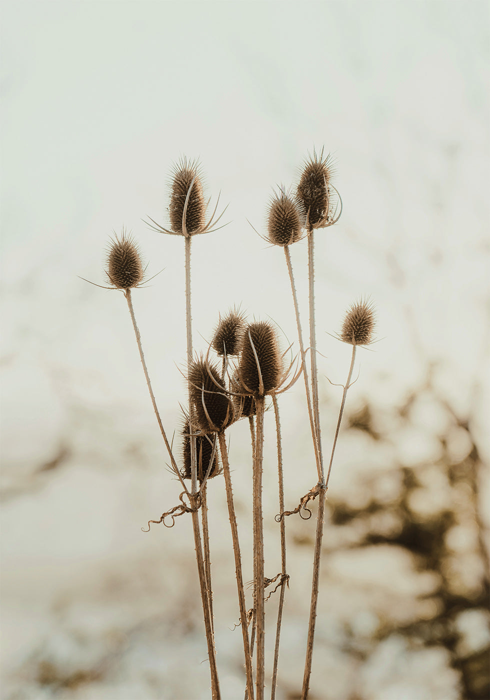 Reed's Poster - Posterbox.dk