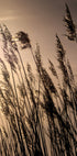 Reeds at Sunset Poster - Posterbox.dk