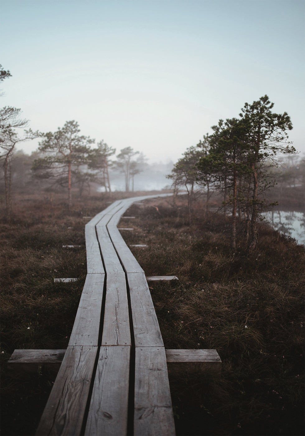 Riga Swamp Poster - Posterbox.dk