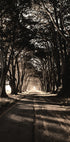 Road Among Trees Poster - Posterbox.dk