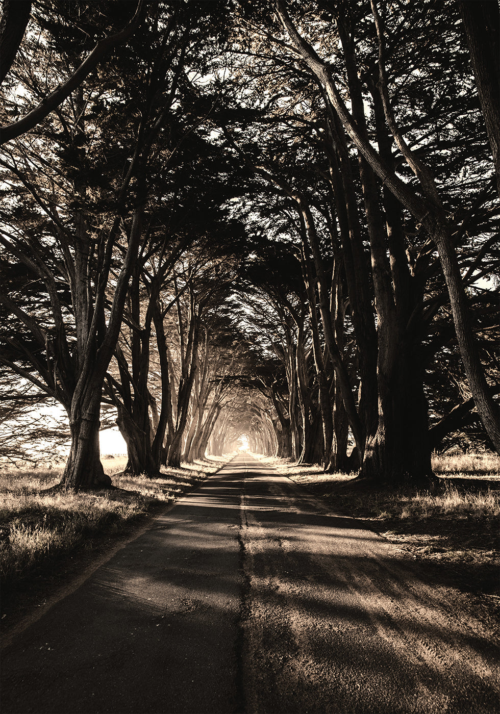 Road Among Trees Poster - Posterbox.dk