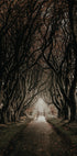 Road Through The Dark Hedges Poster - Posterbox.dk