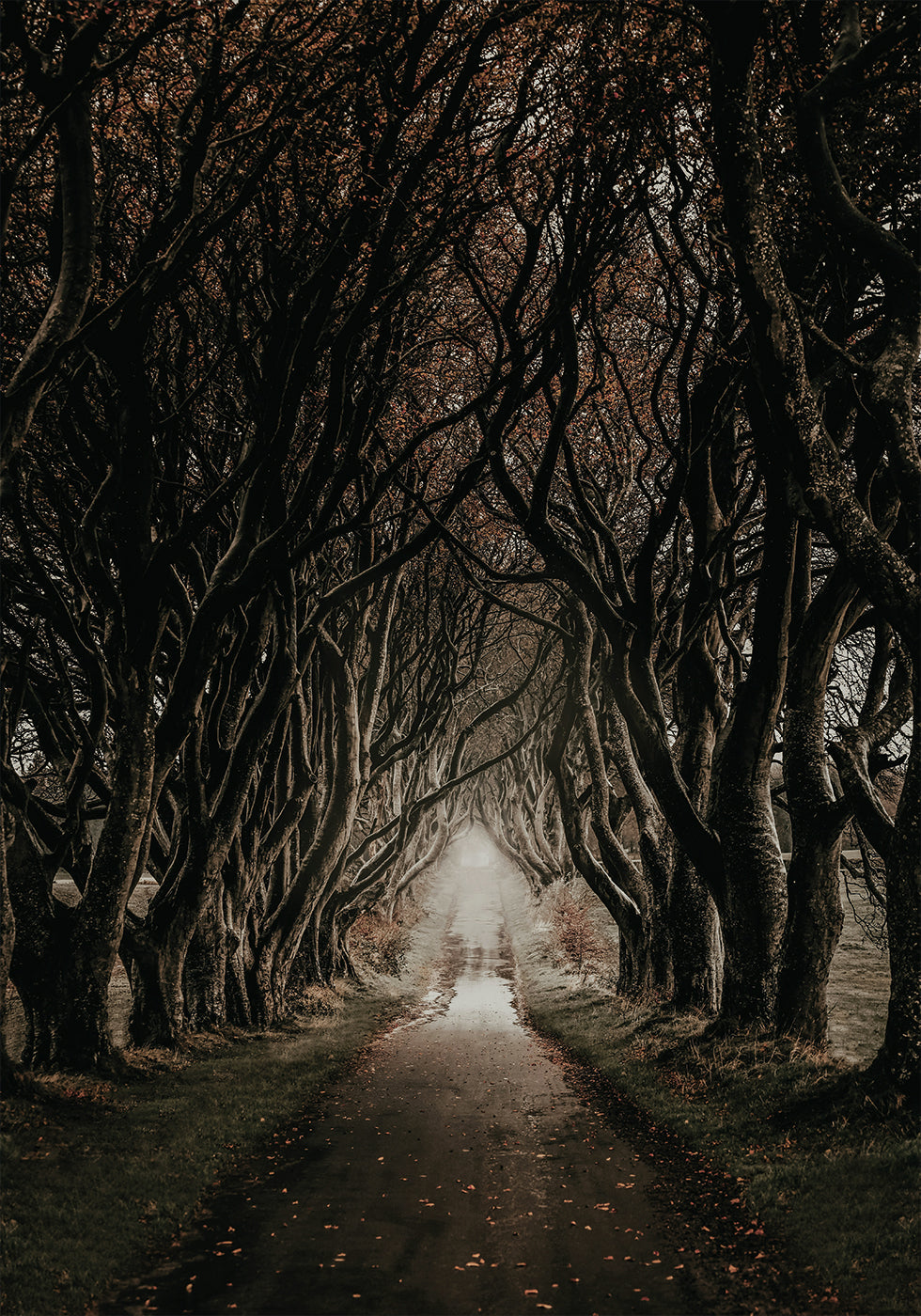 Road Through The Dark Hedges Poster - Posterbox.dk