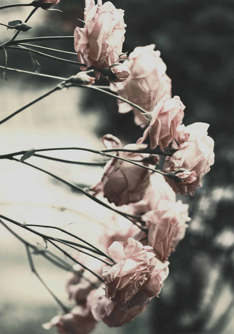 Rose Bush Poster - Posterbox.dk