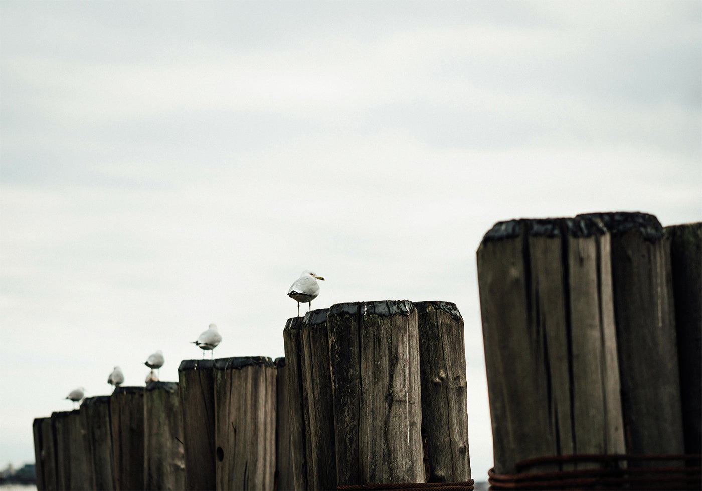 Seagulls Harbor Poster - Posterbox.dk