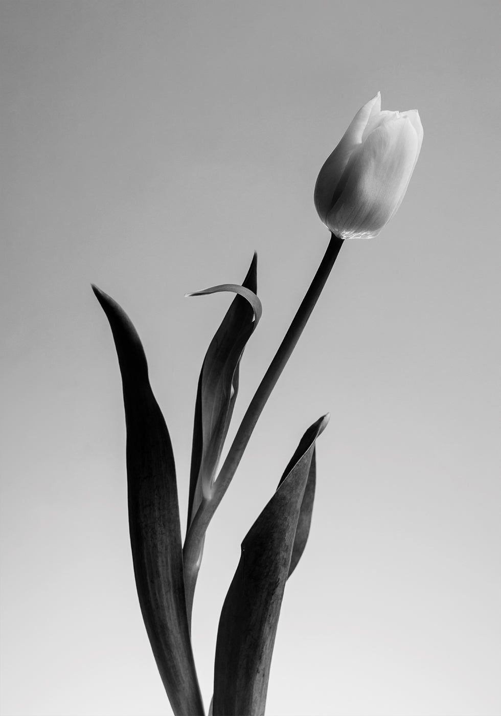 Serendipity Poster - Posterbox.dk