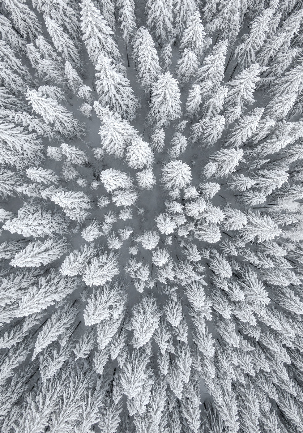 Snow Forest Aerial Poster - Posterbox.dk