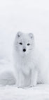 Snow Fox Poster - Posterbox.dk